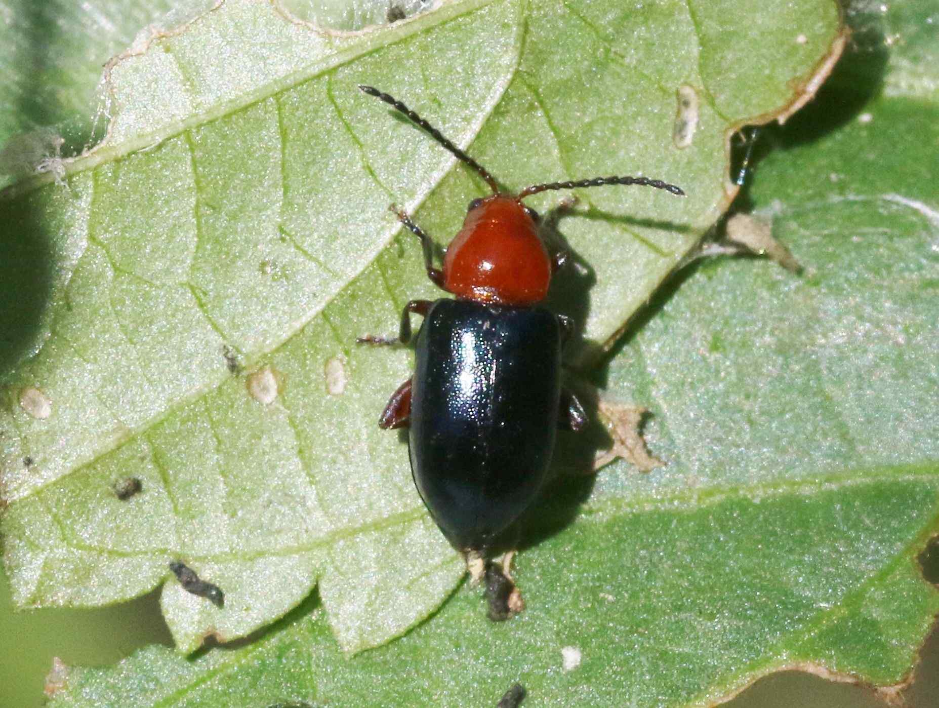 Syphrea
