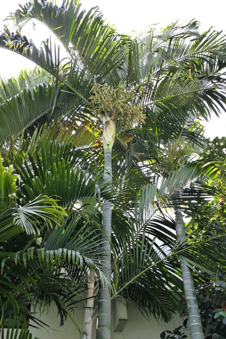 Dypsis cabadae