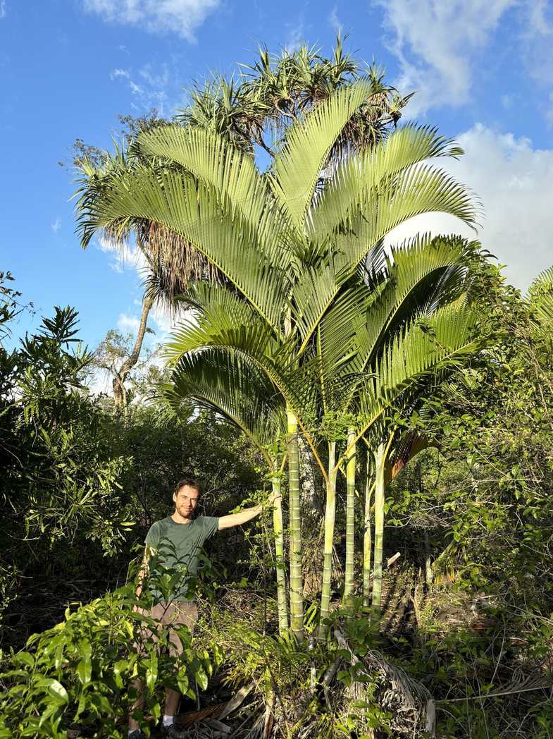 Dypsis cabadae