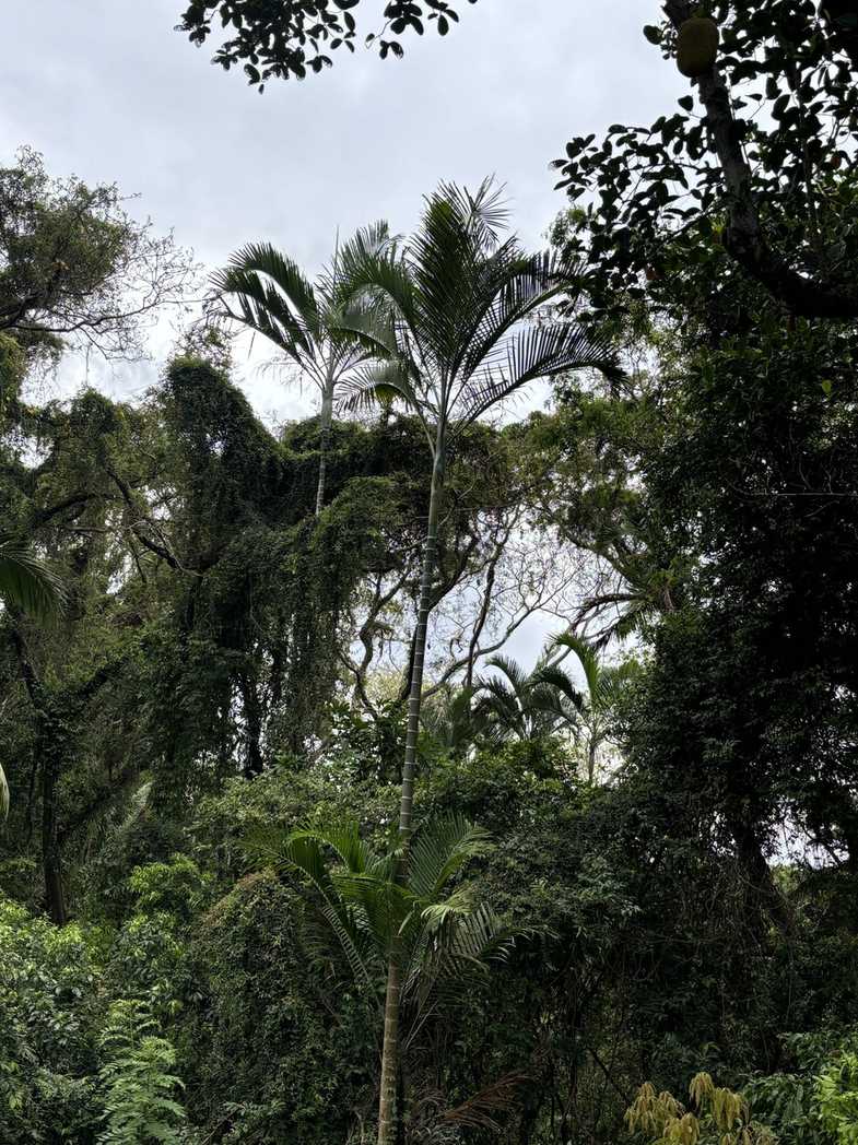 Dypsis cabadae