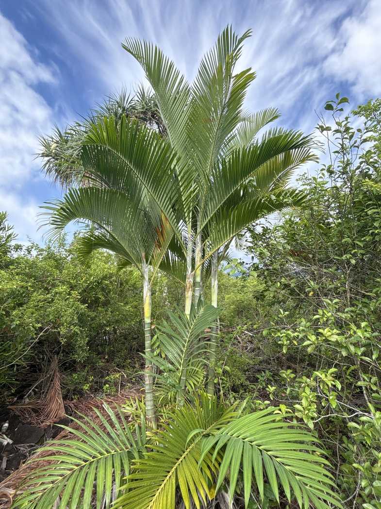 Dypsis cabadae
