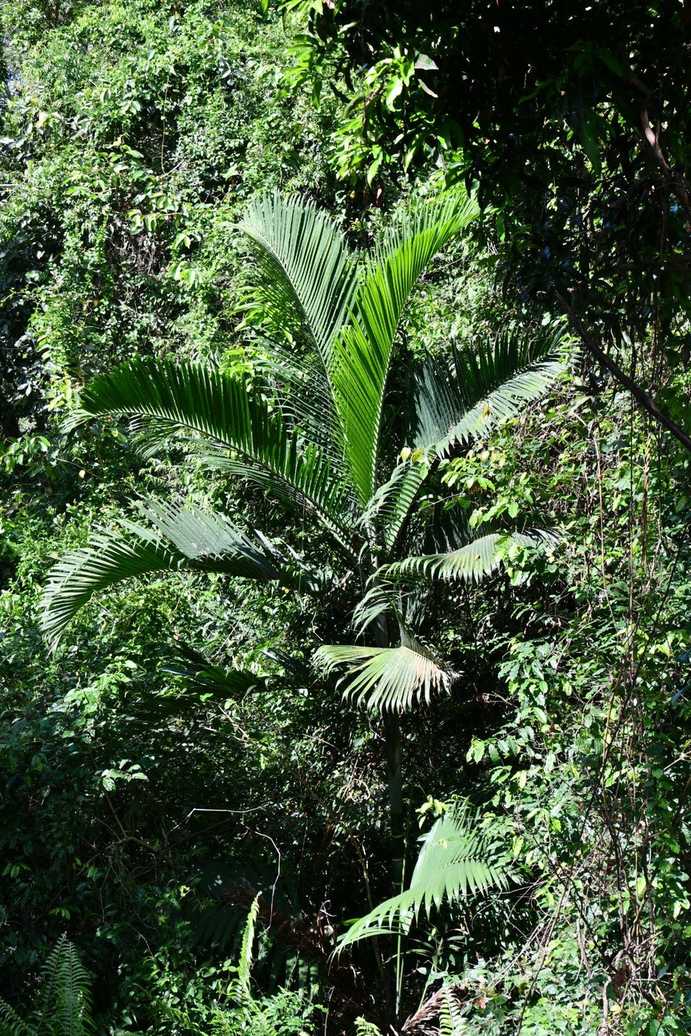 Dypsis cabadae