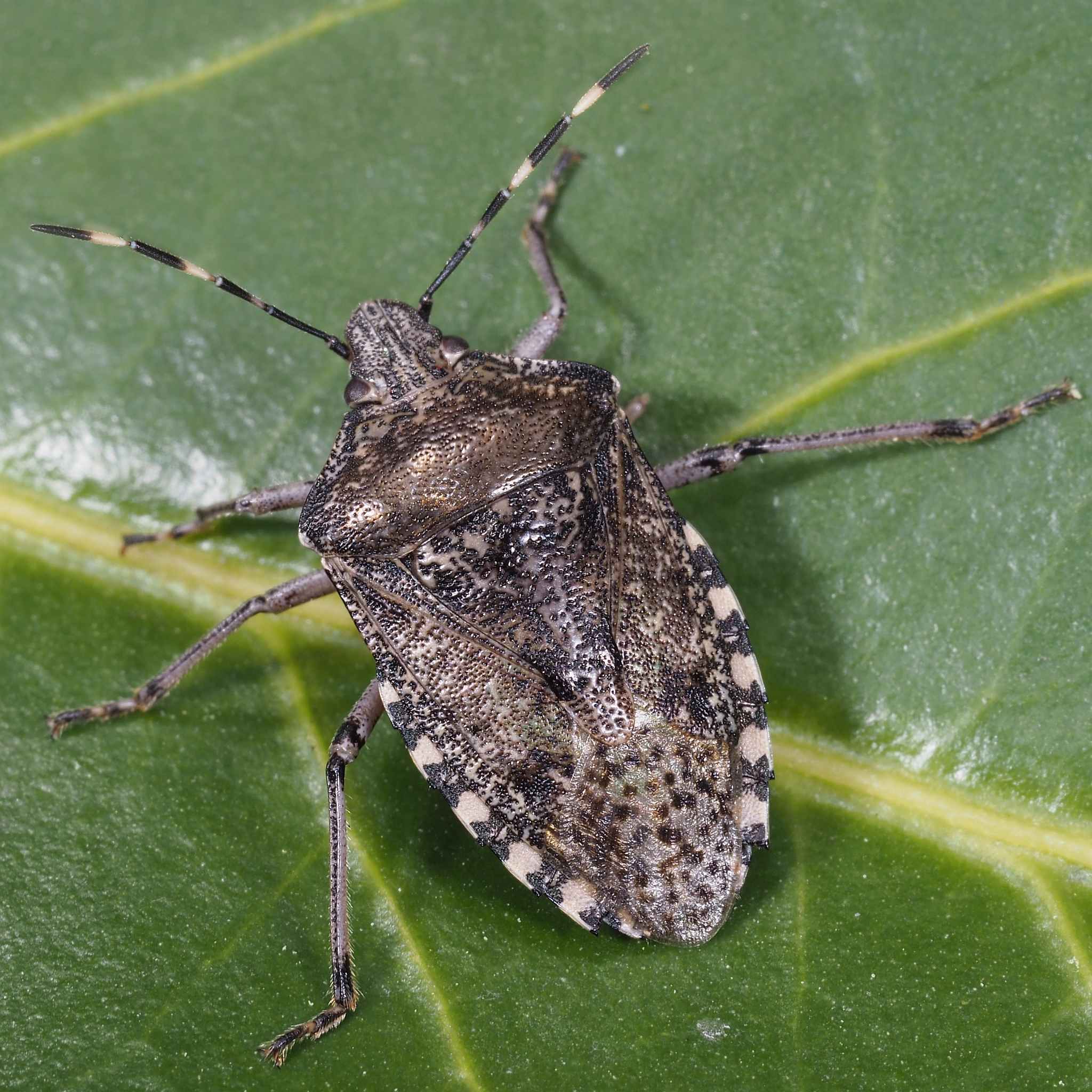 Rhaphigaster nebulosa