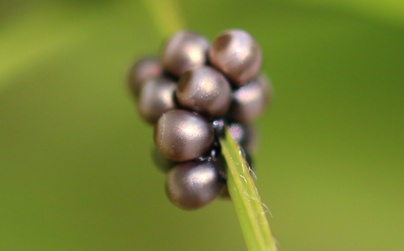 Rhaphigaster nebulosa