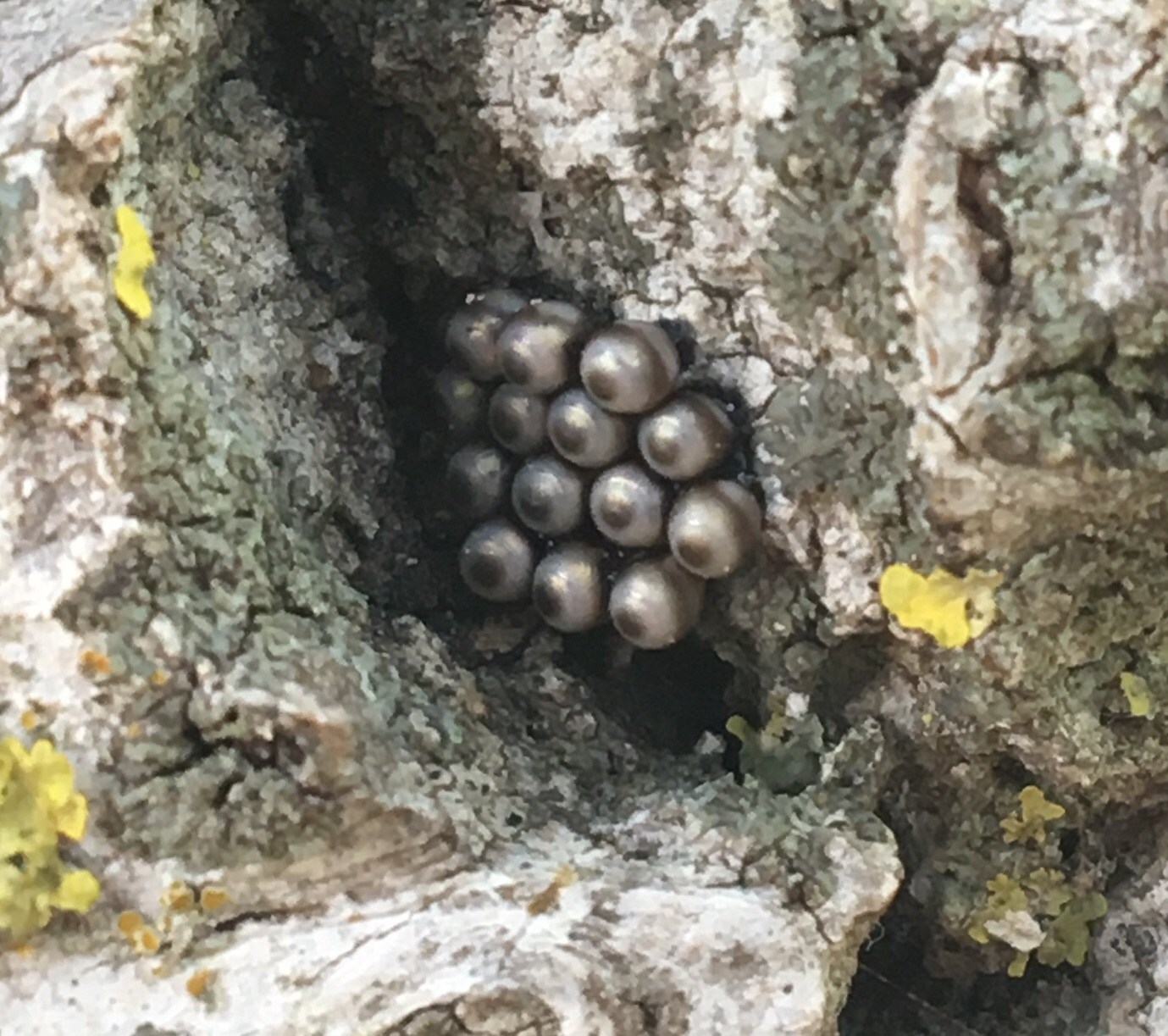 Rhaphigaster nebulosa