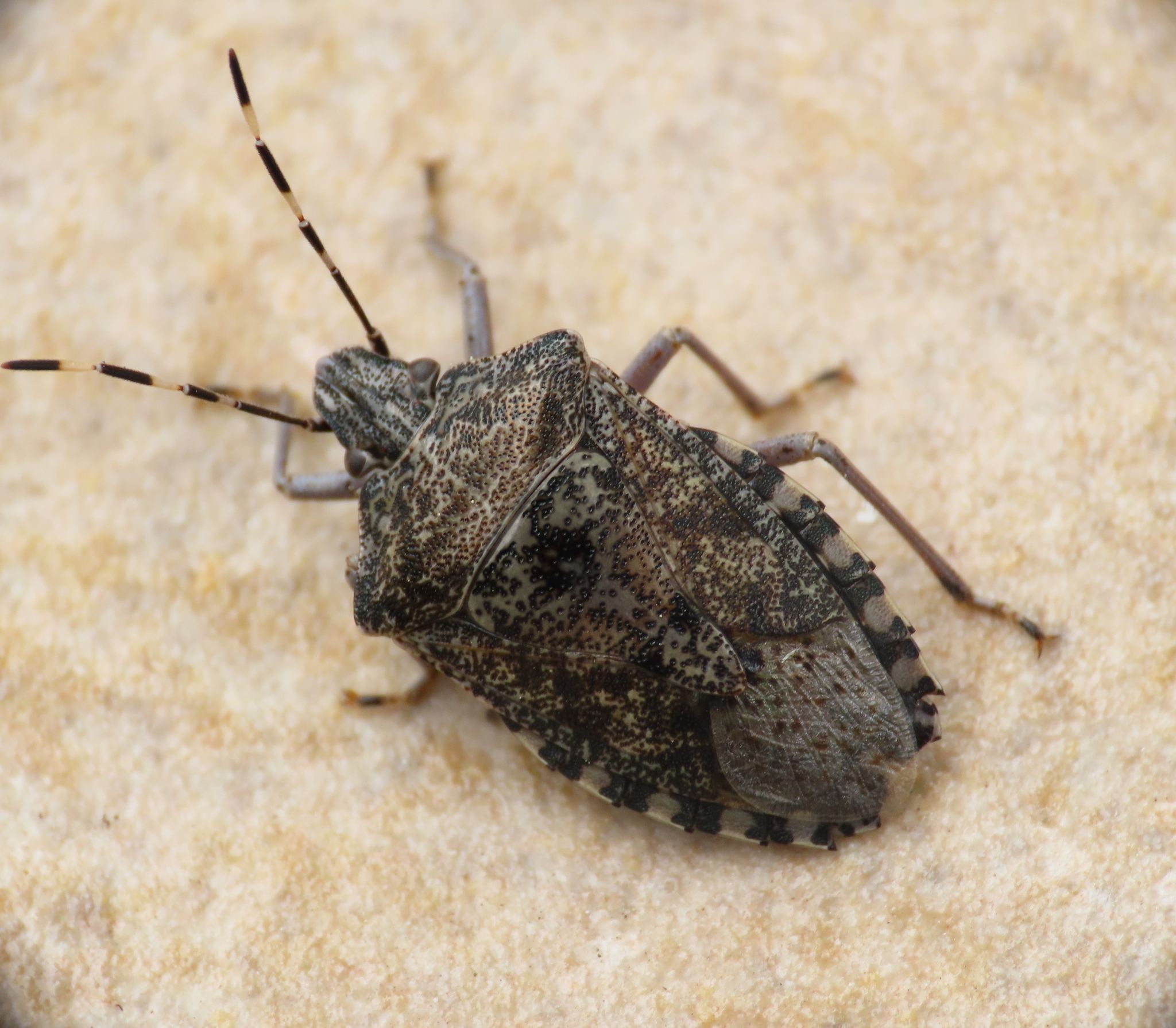 Rhaphigaster nebulosa