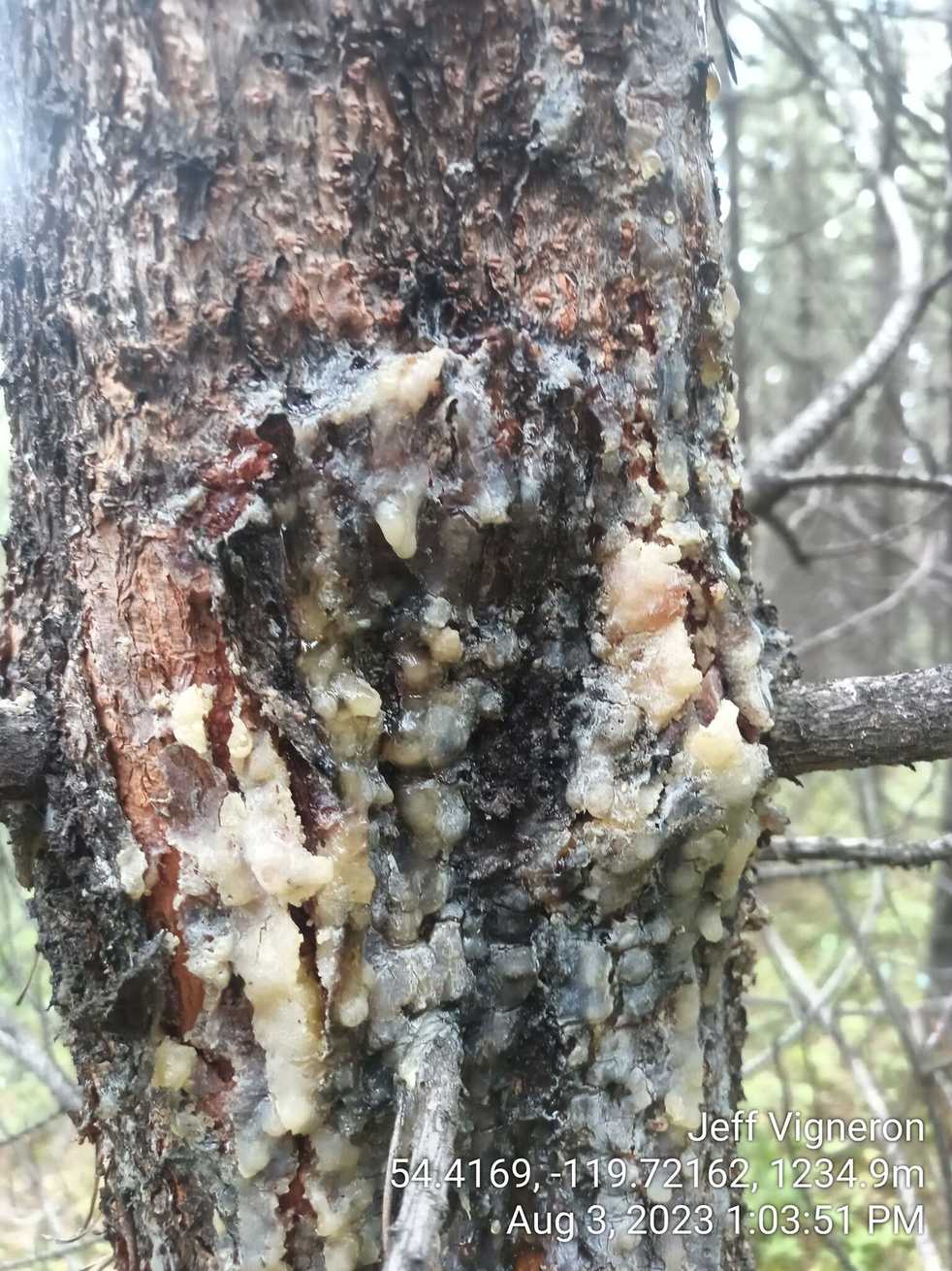 Atropellis piniphila