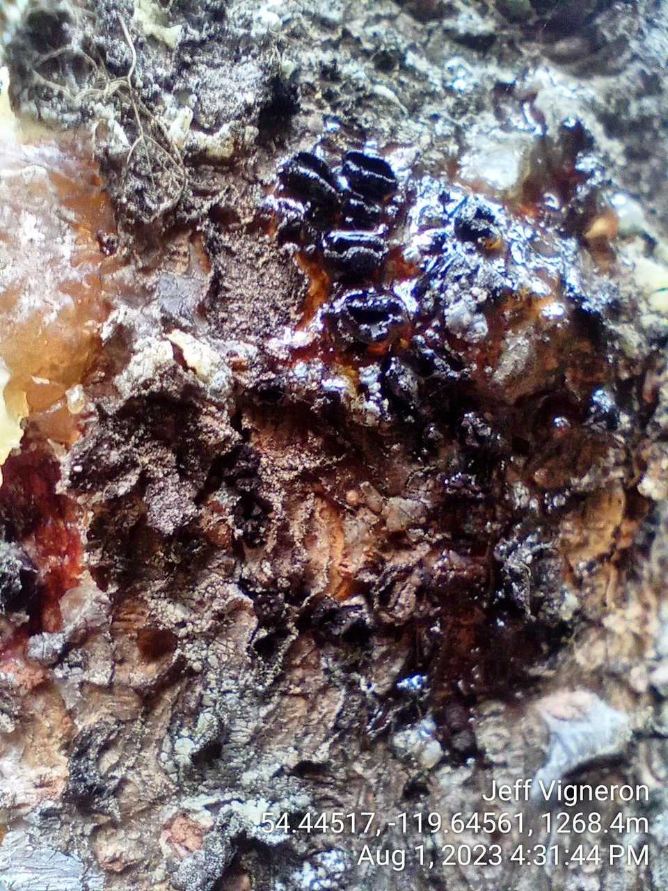 Atropellis piniphila
