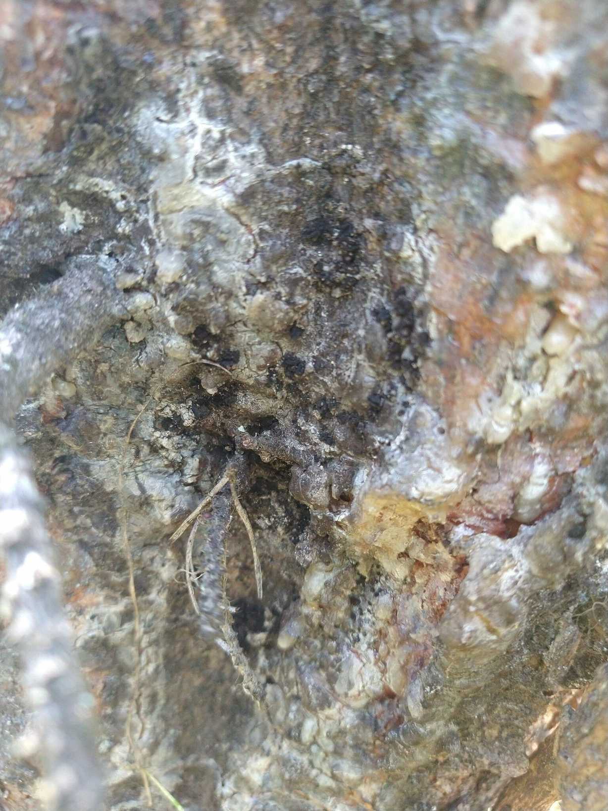 Atropellis piniphila