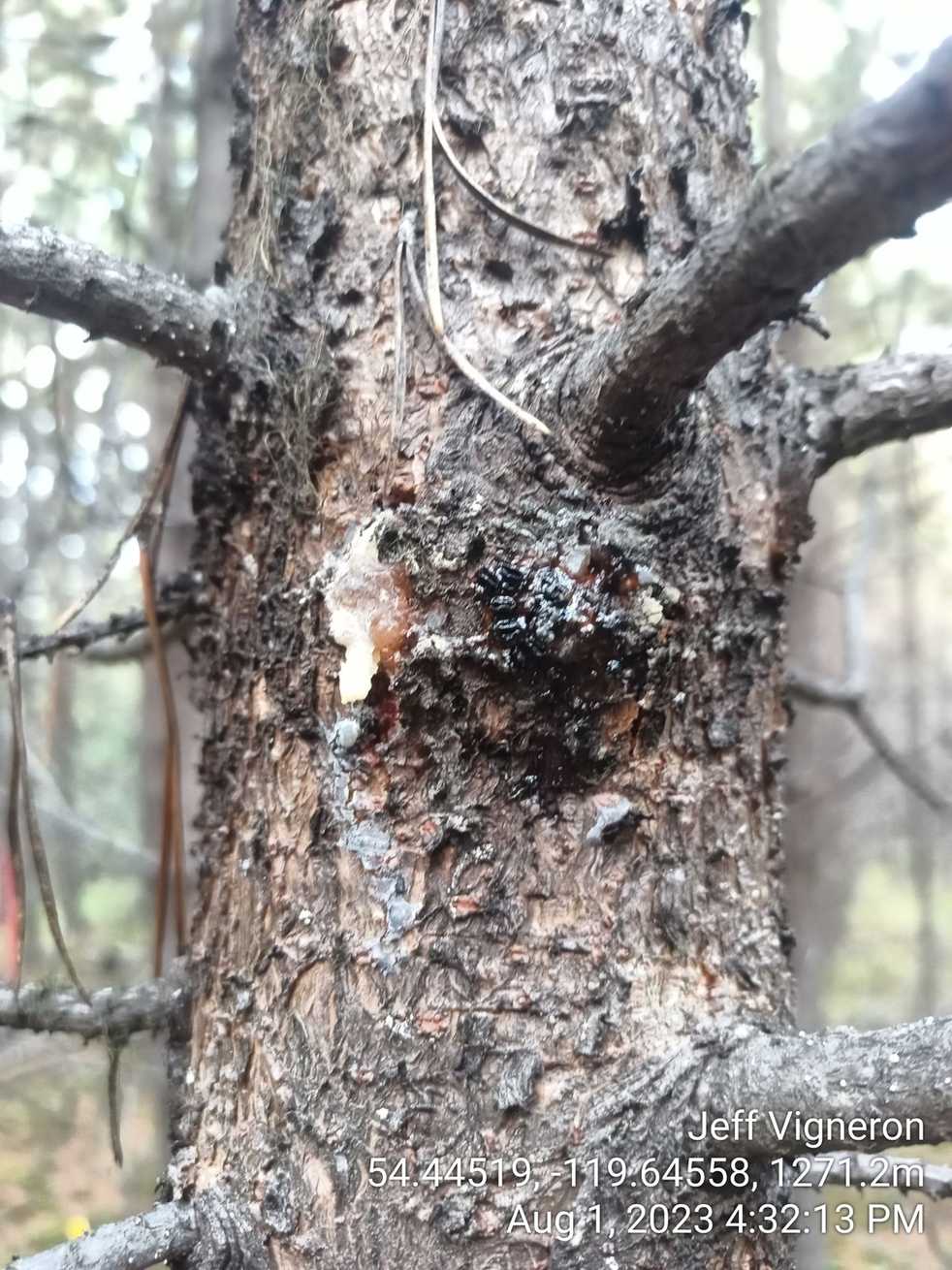 Atropellis piniphila