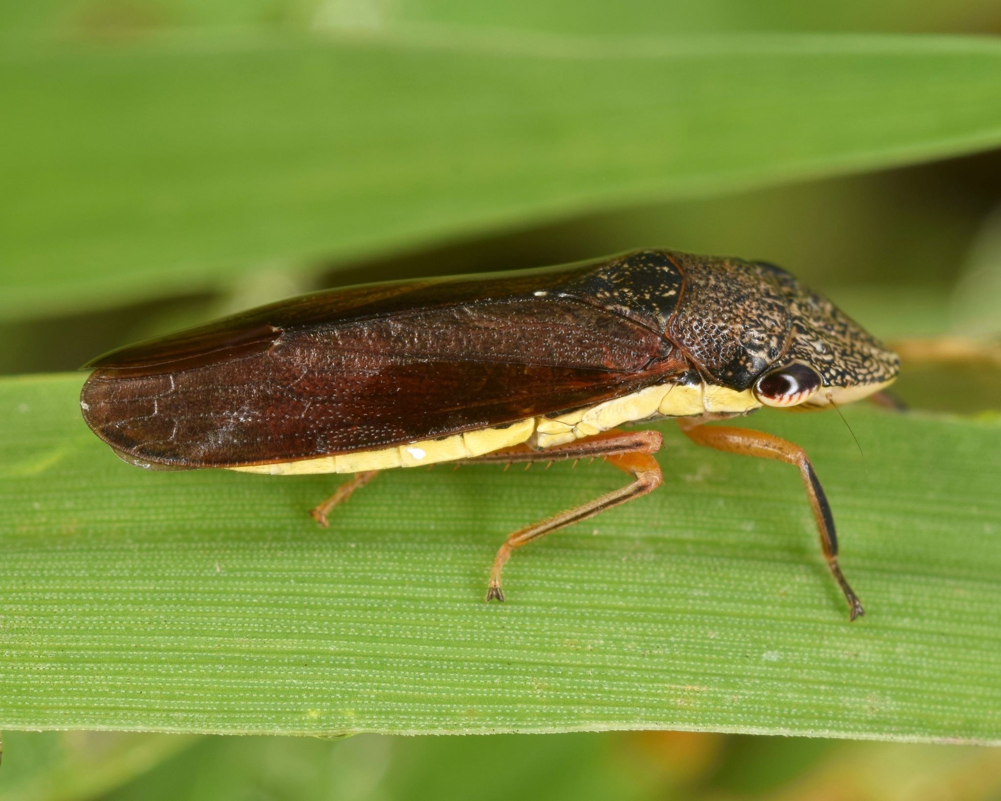 Homalodisca insolita