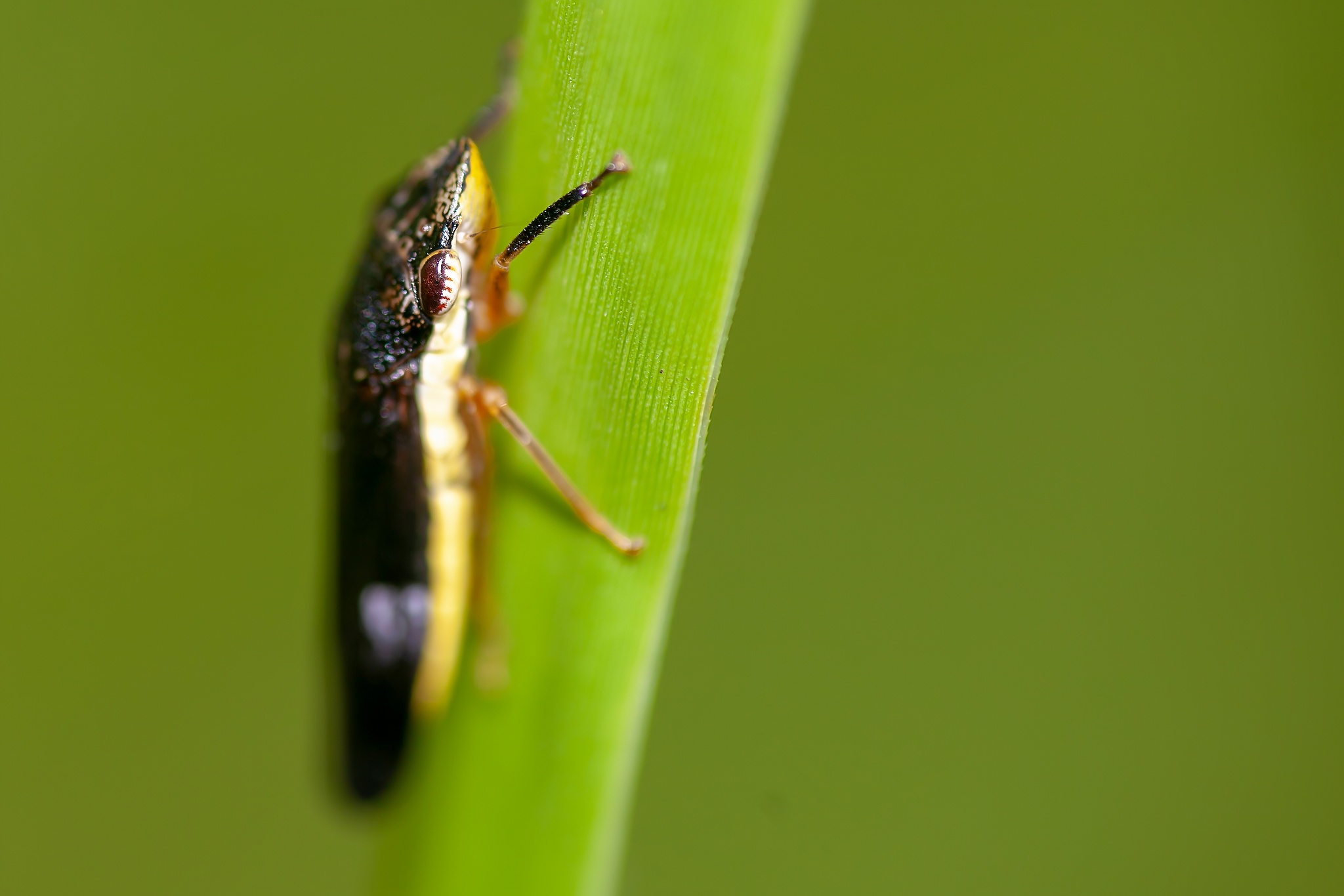 Homalodisca insolita