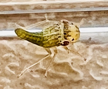 Homalodisca insolita