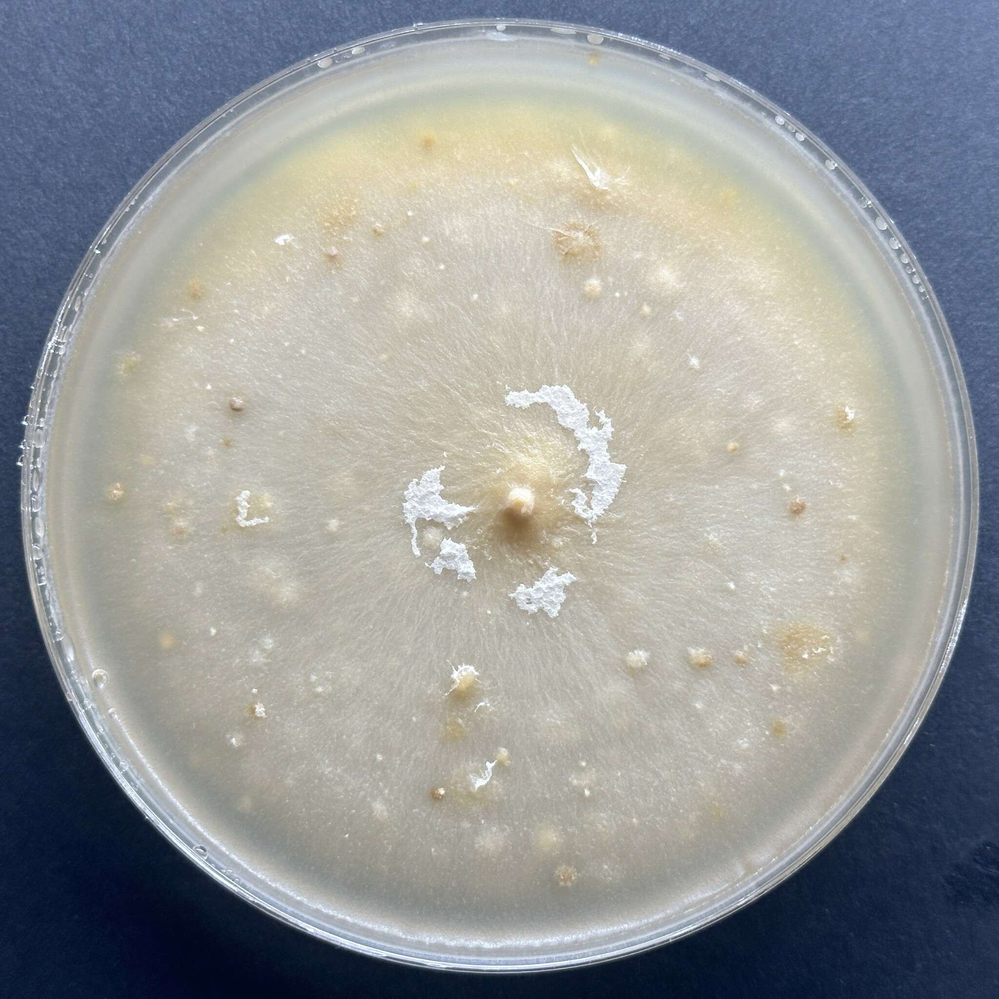 Plectosphaerella cucumerina