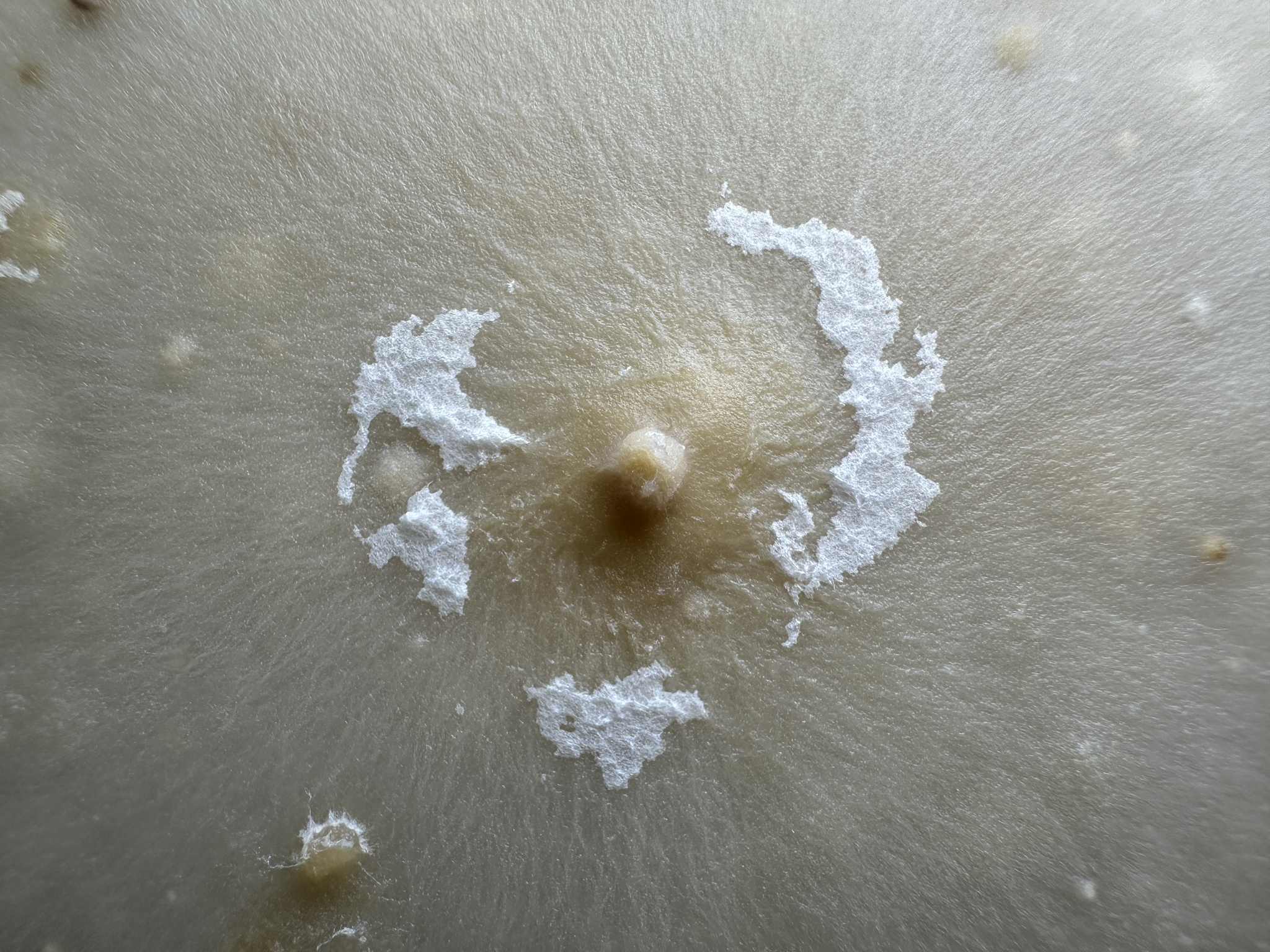Plectosphaerella cucumerina