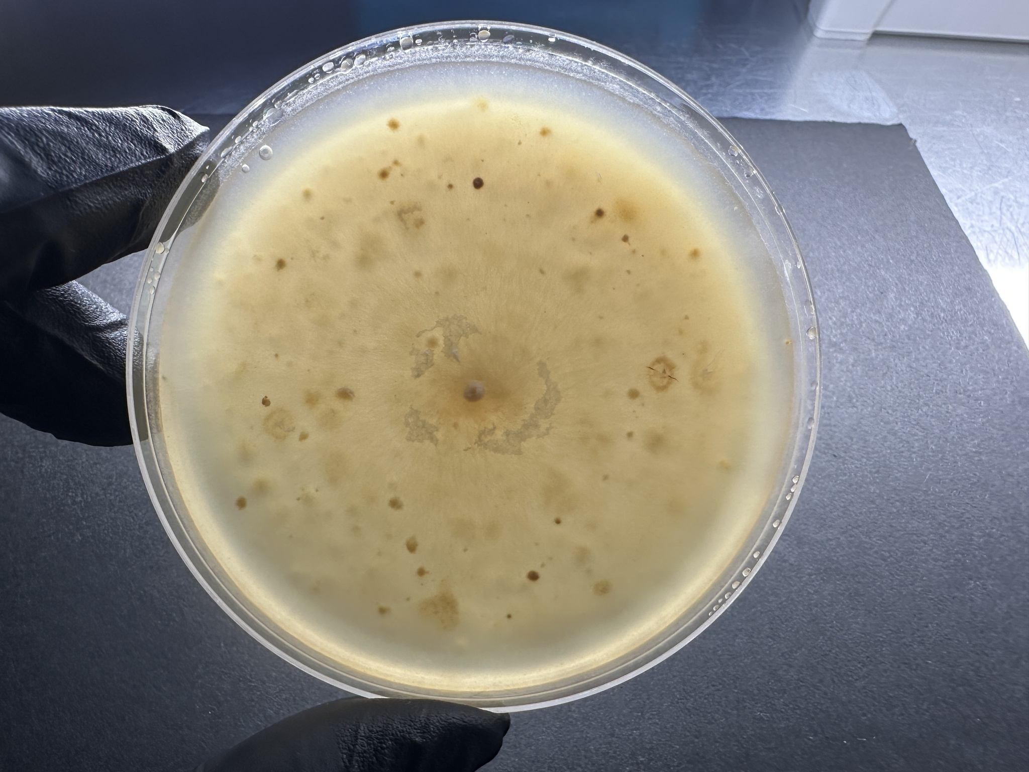 Plectosphaerella cucumerina