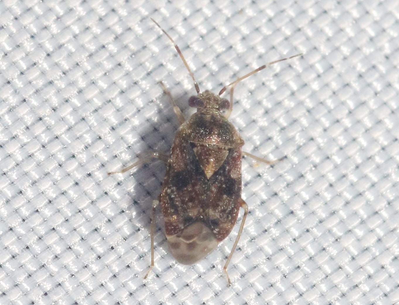 Derophthalma