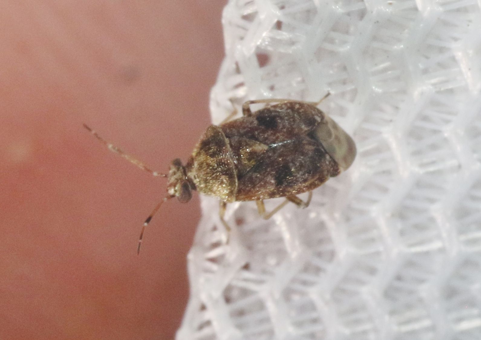 Derophthalma