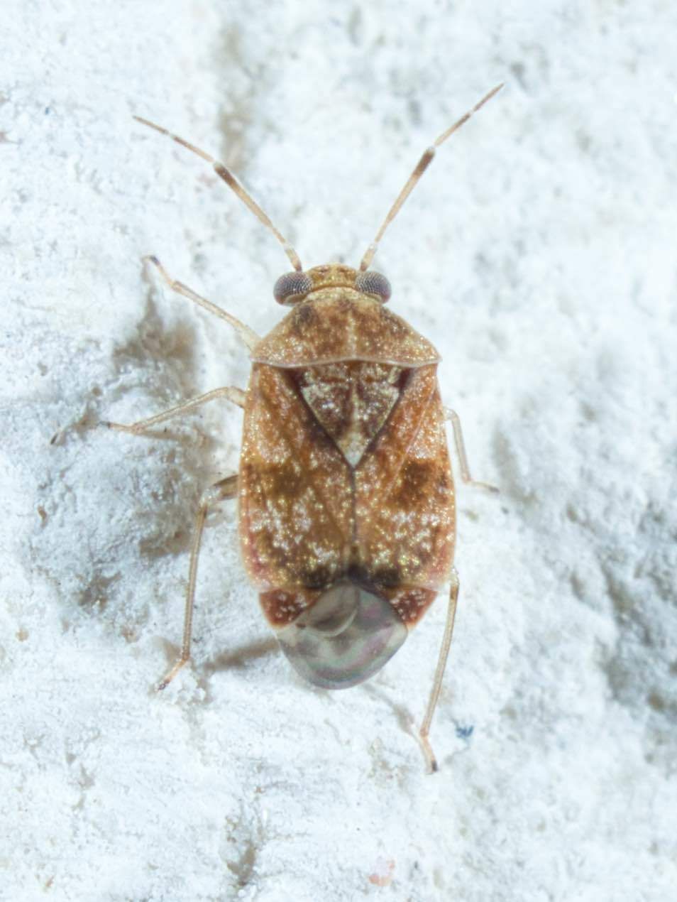 Derophthalma