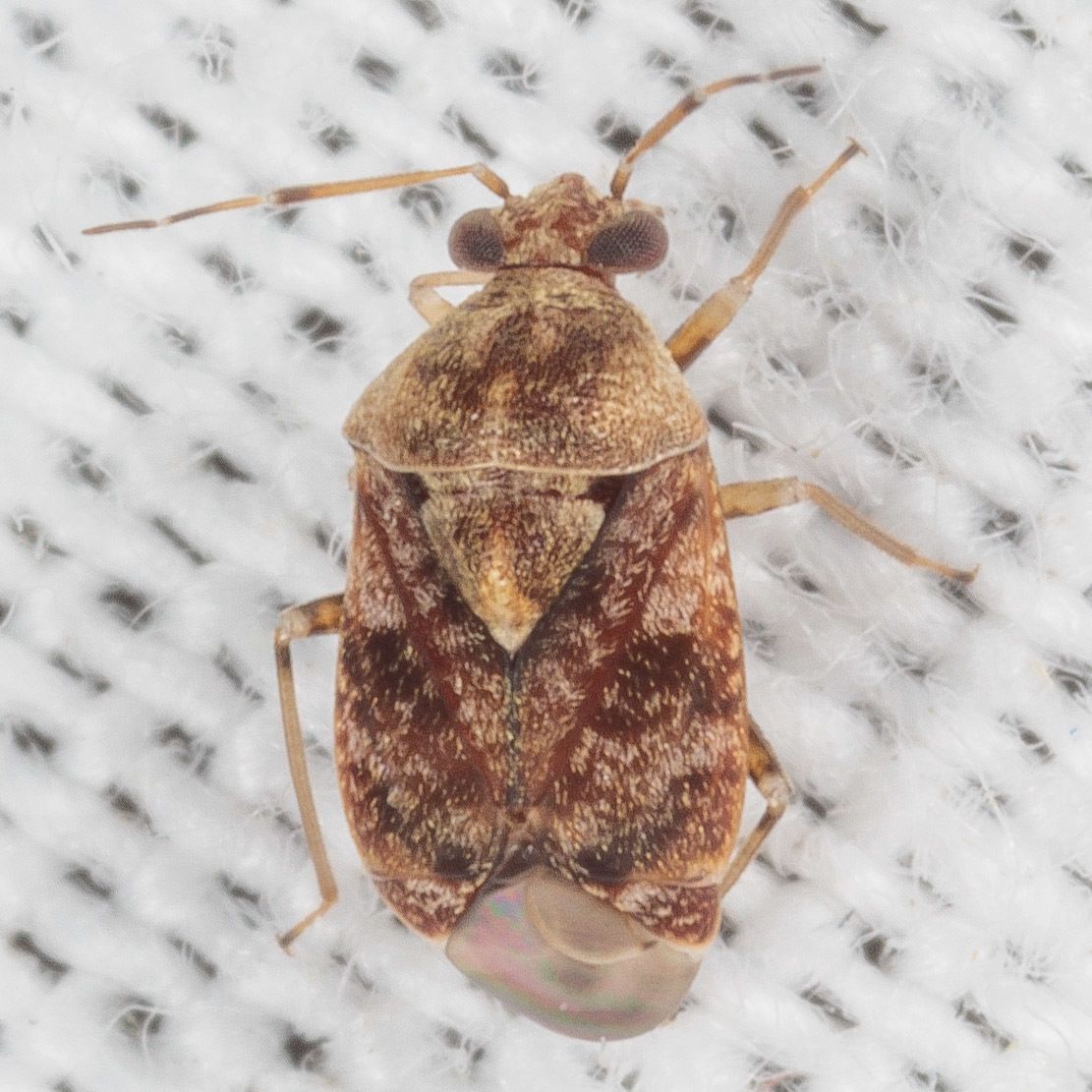 Derophthalma