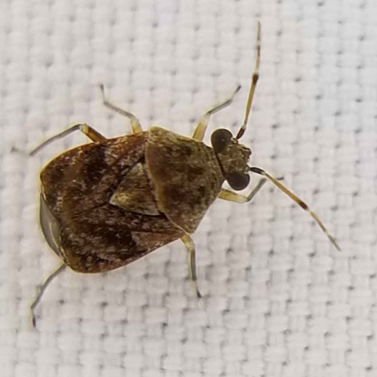 Derophthalma
