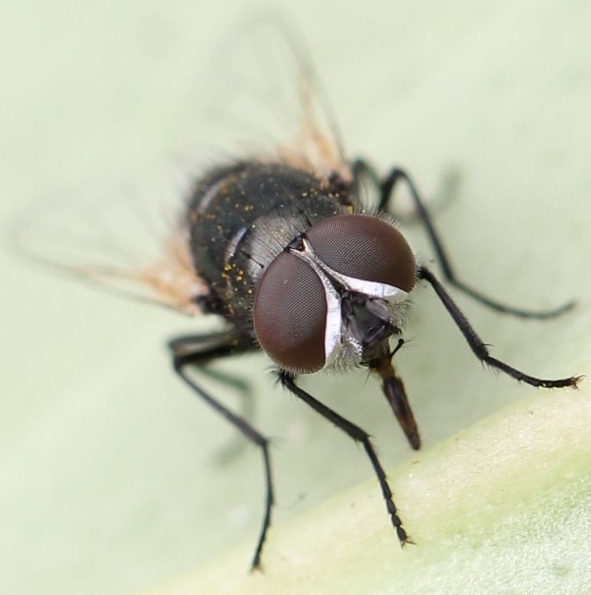 Musca vitripennis