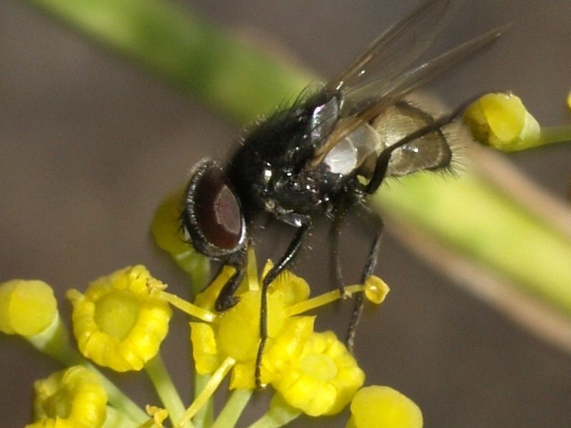 Musca vitripennis