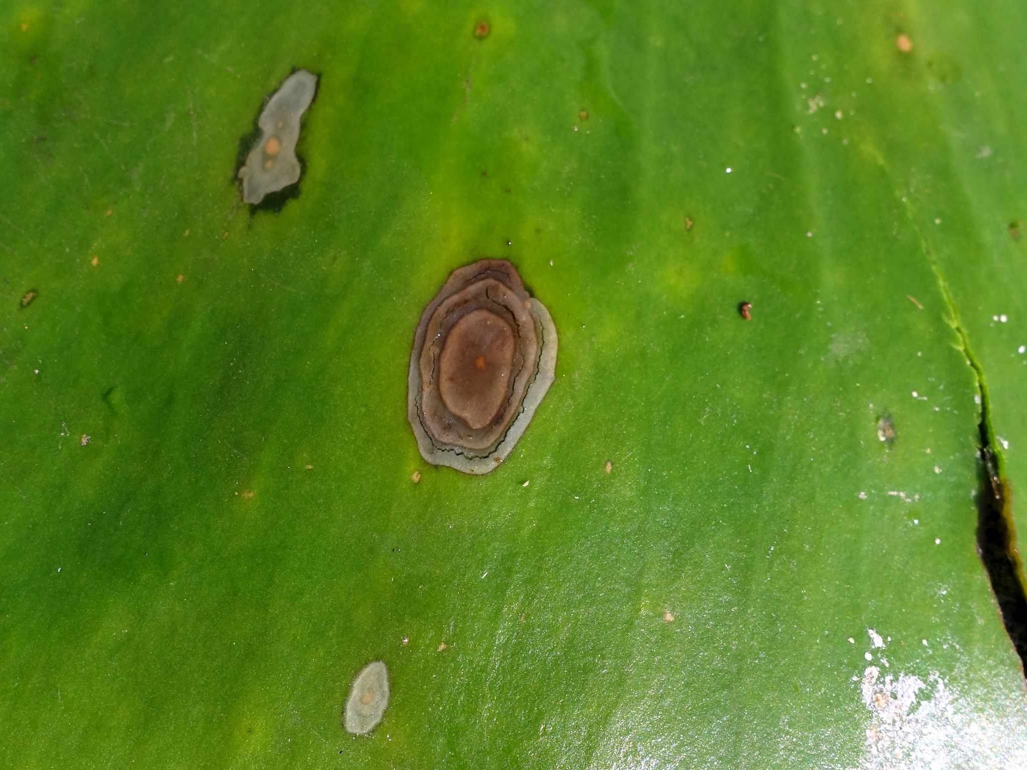Colletotrichum nymphaeae
