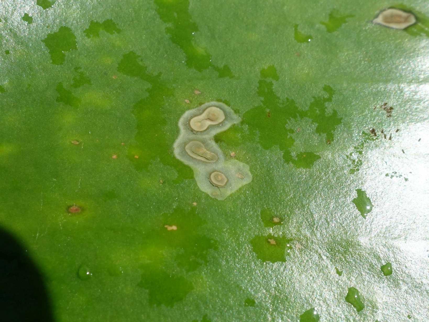 Colletotrichum nymphaeae