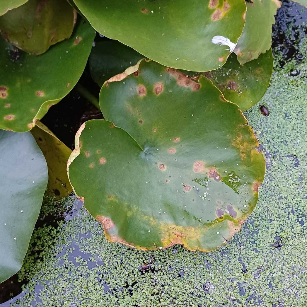 Colletotrichum nymphaeae