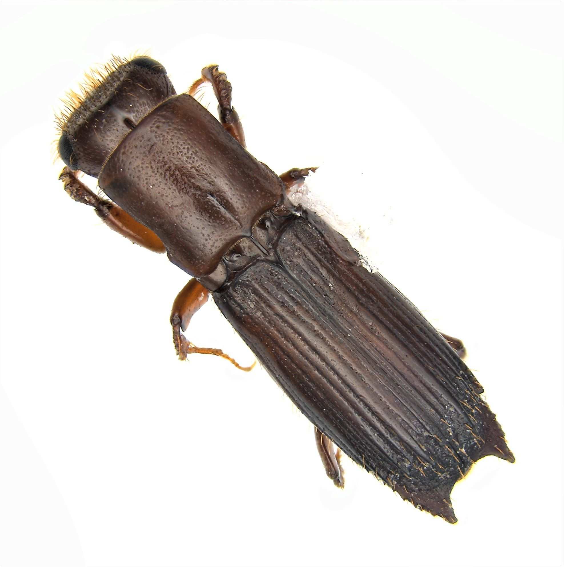 Myoplatypus flavicornis