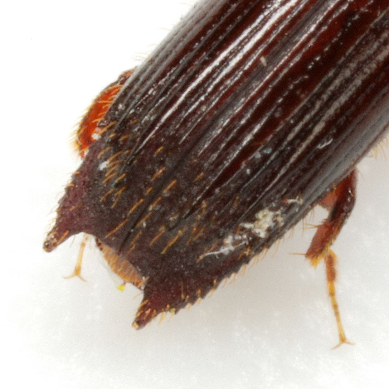 Myoplatypus flavicornis