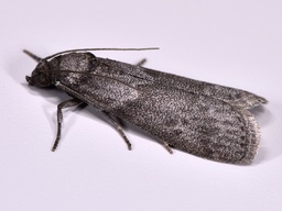 Ectomyelois ceratoniae