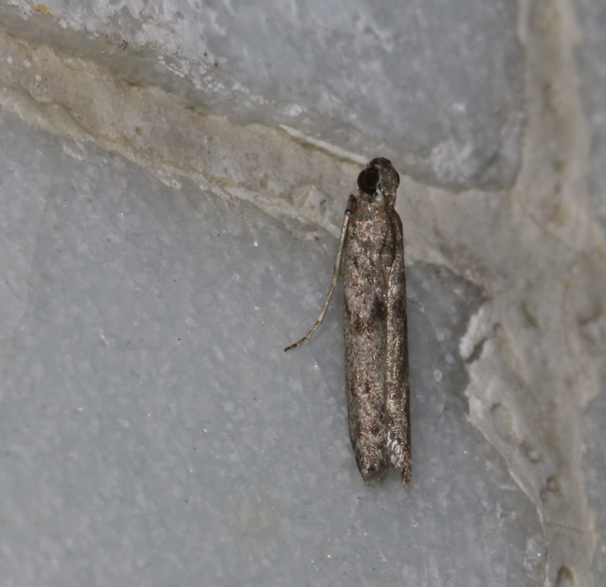 Ectomyelois ceratoniae