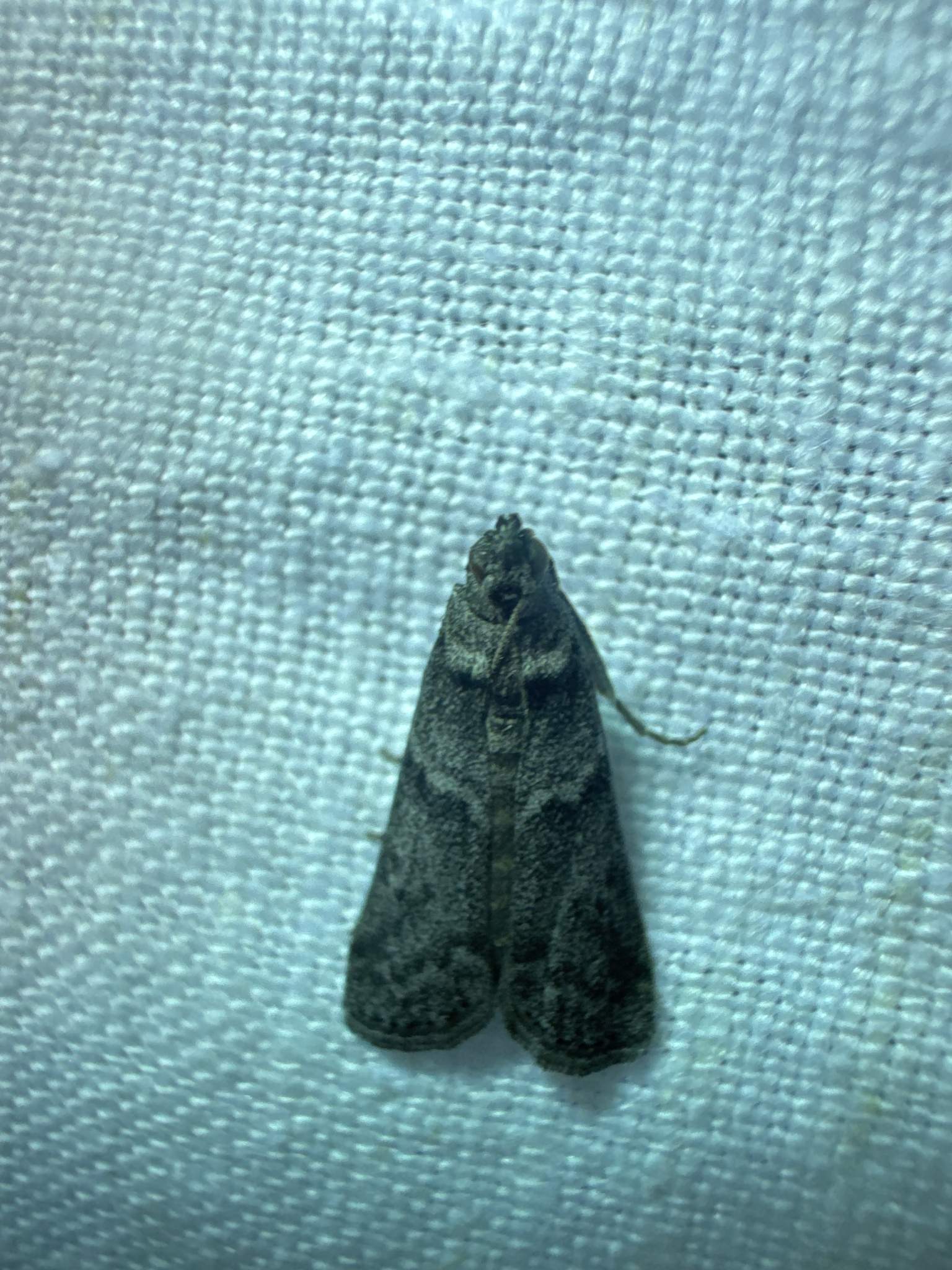 Ectomyelois ceratoniae