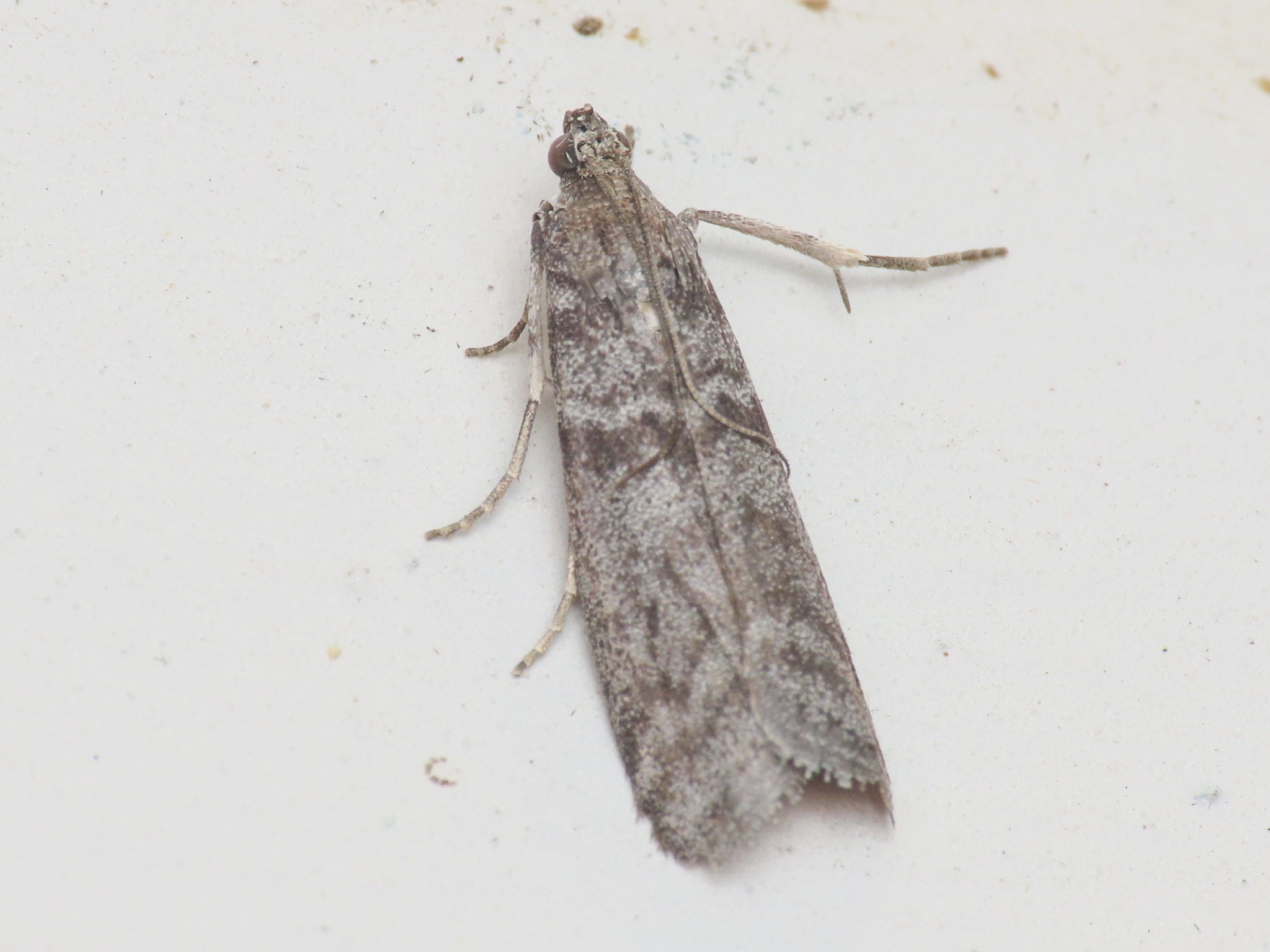 Ectomyelois ceratoniae