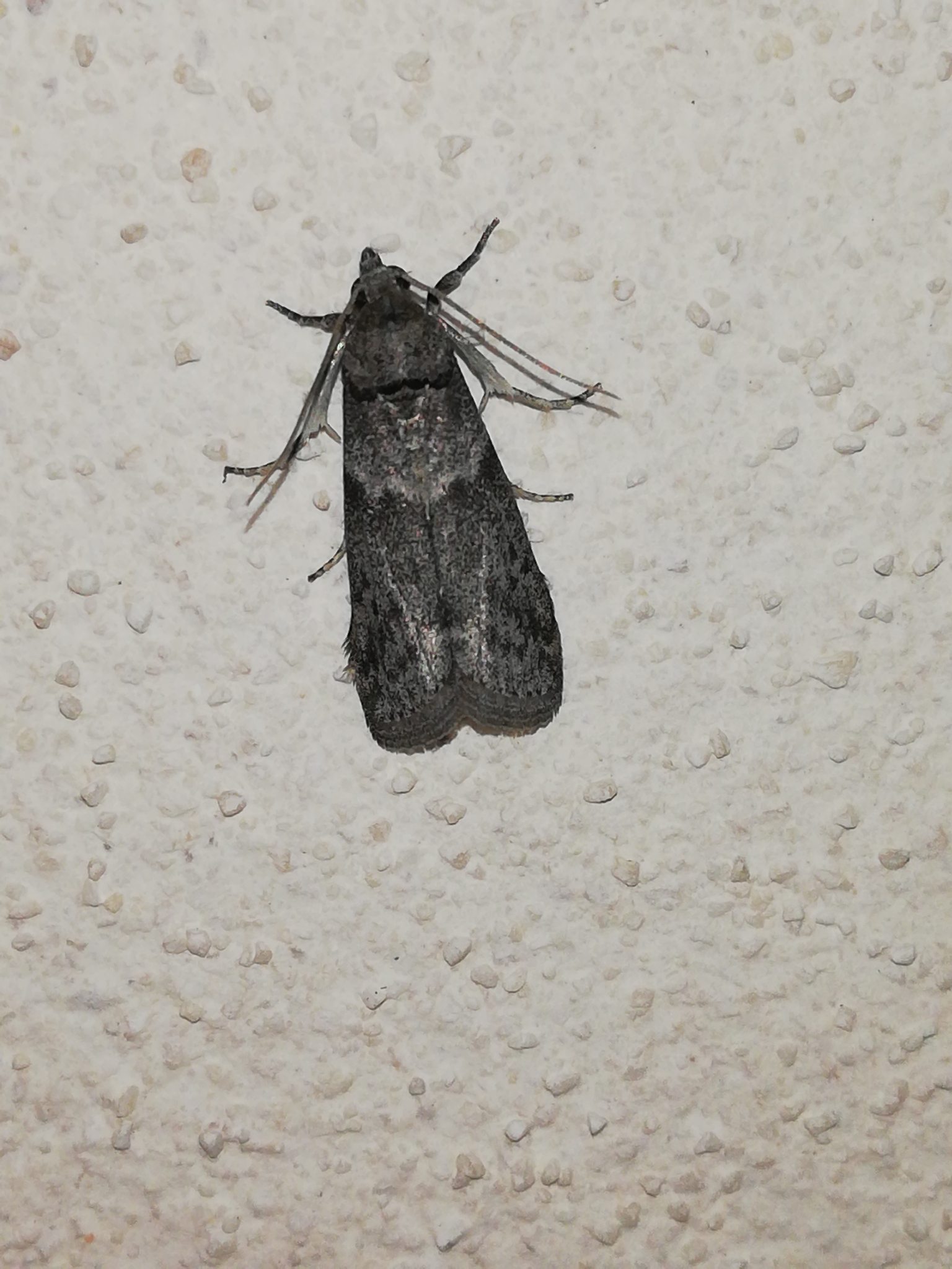 Ectomyelois ceratoniae