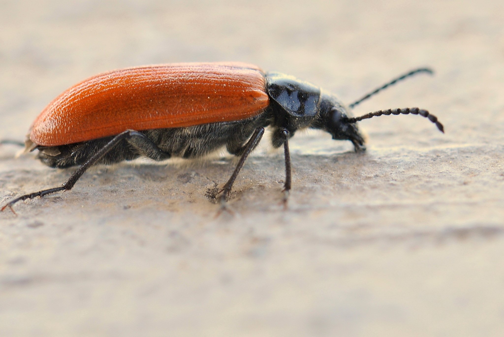 Omophlus lepturoides