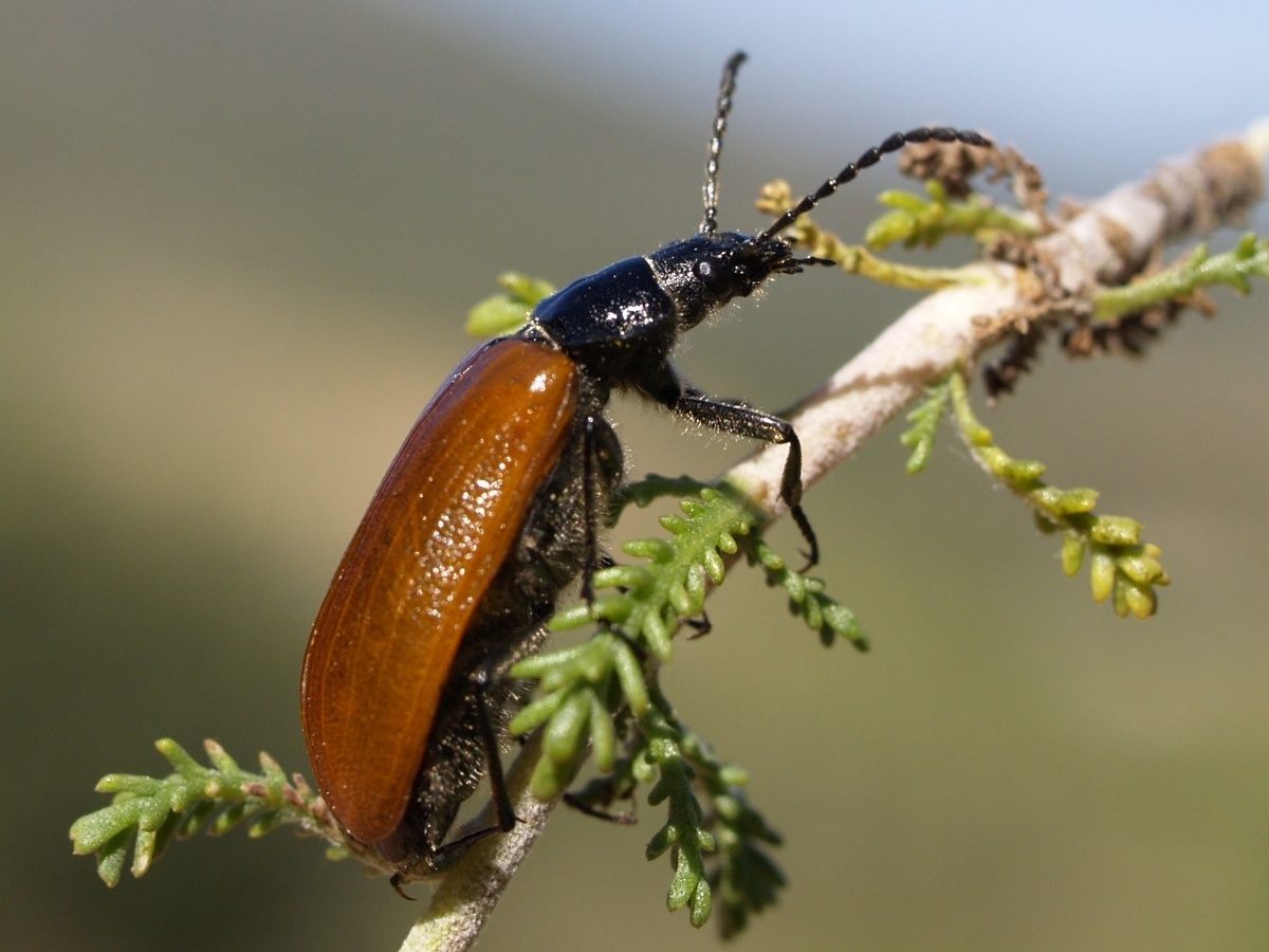 Omophlus lepturoides