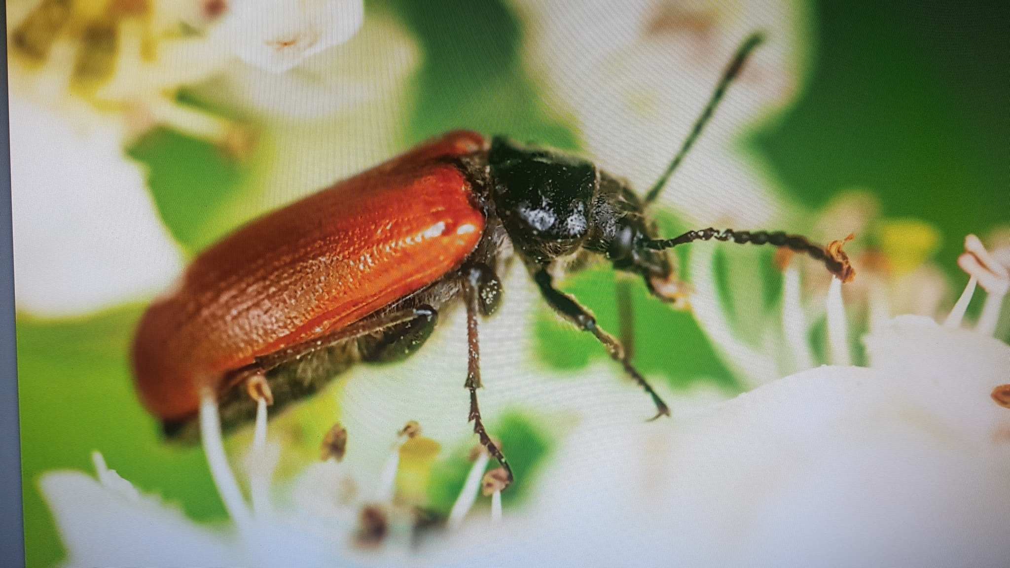 Omophlus lepturoides