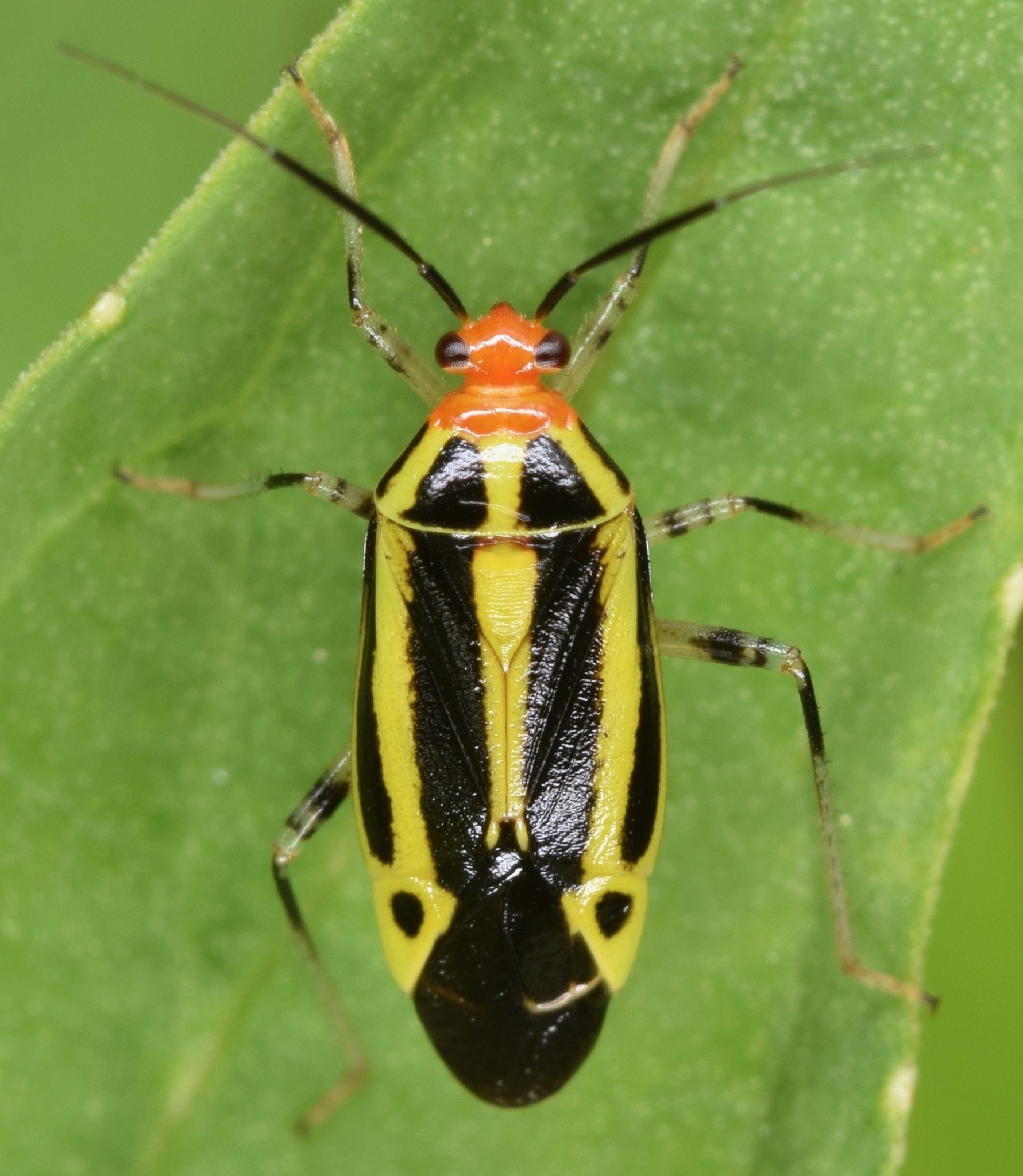 Poecilocapsus lineatus