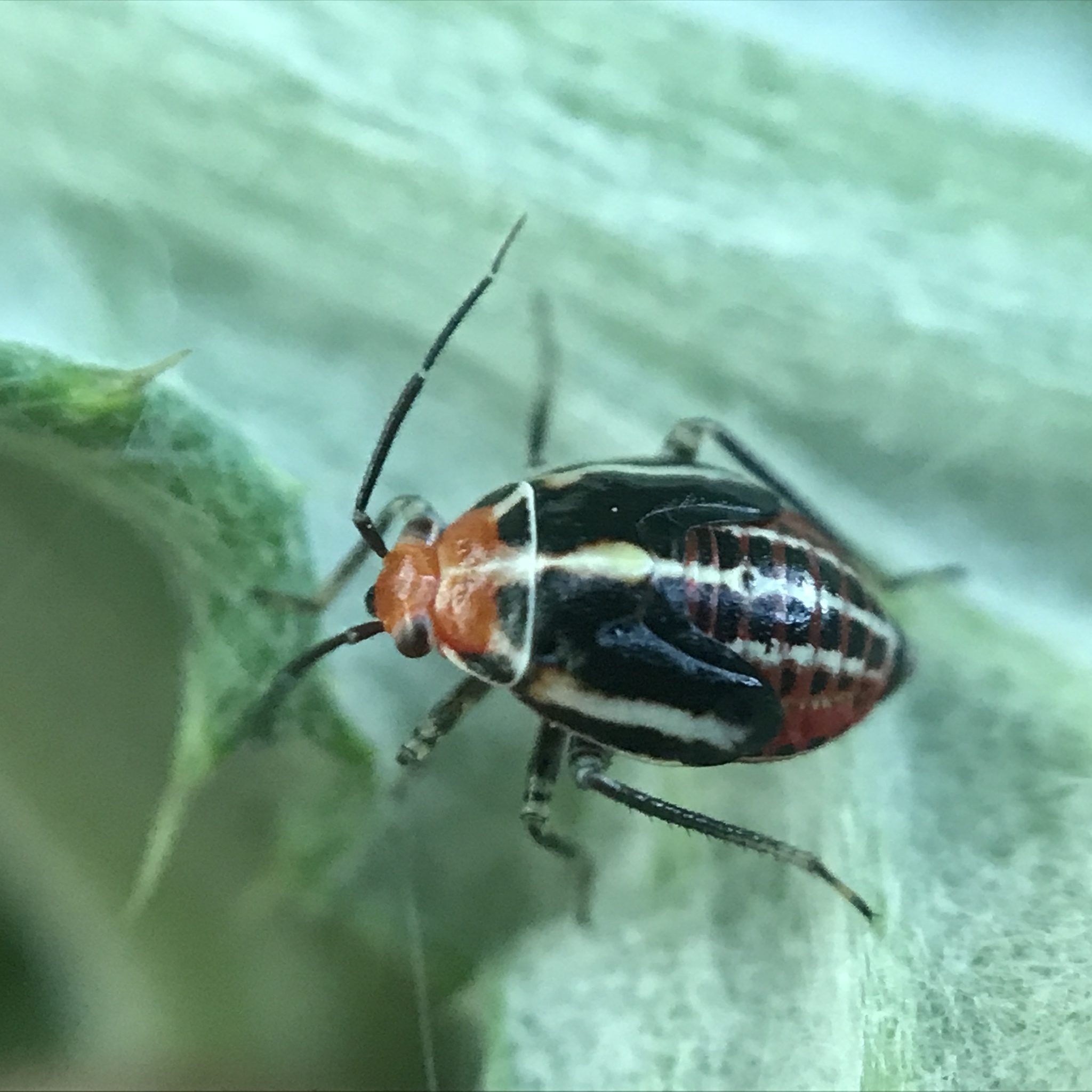 Poecilocapsus lineatus