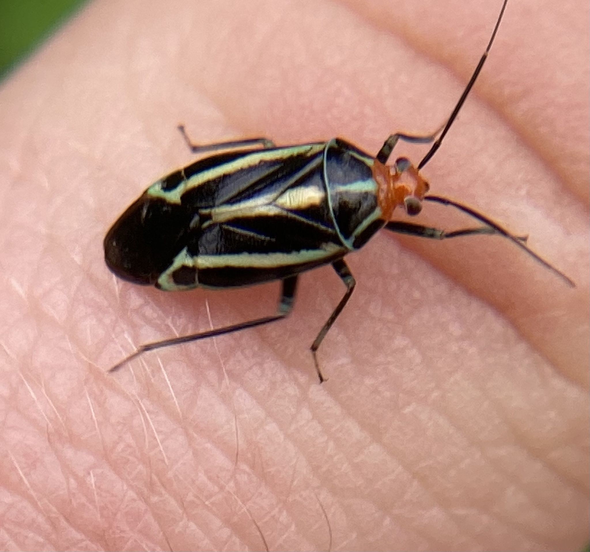 Poecilocapsus lineatus