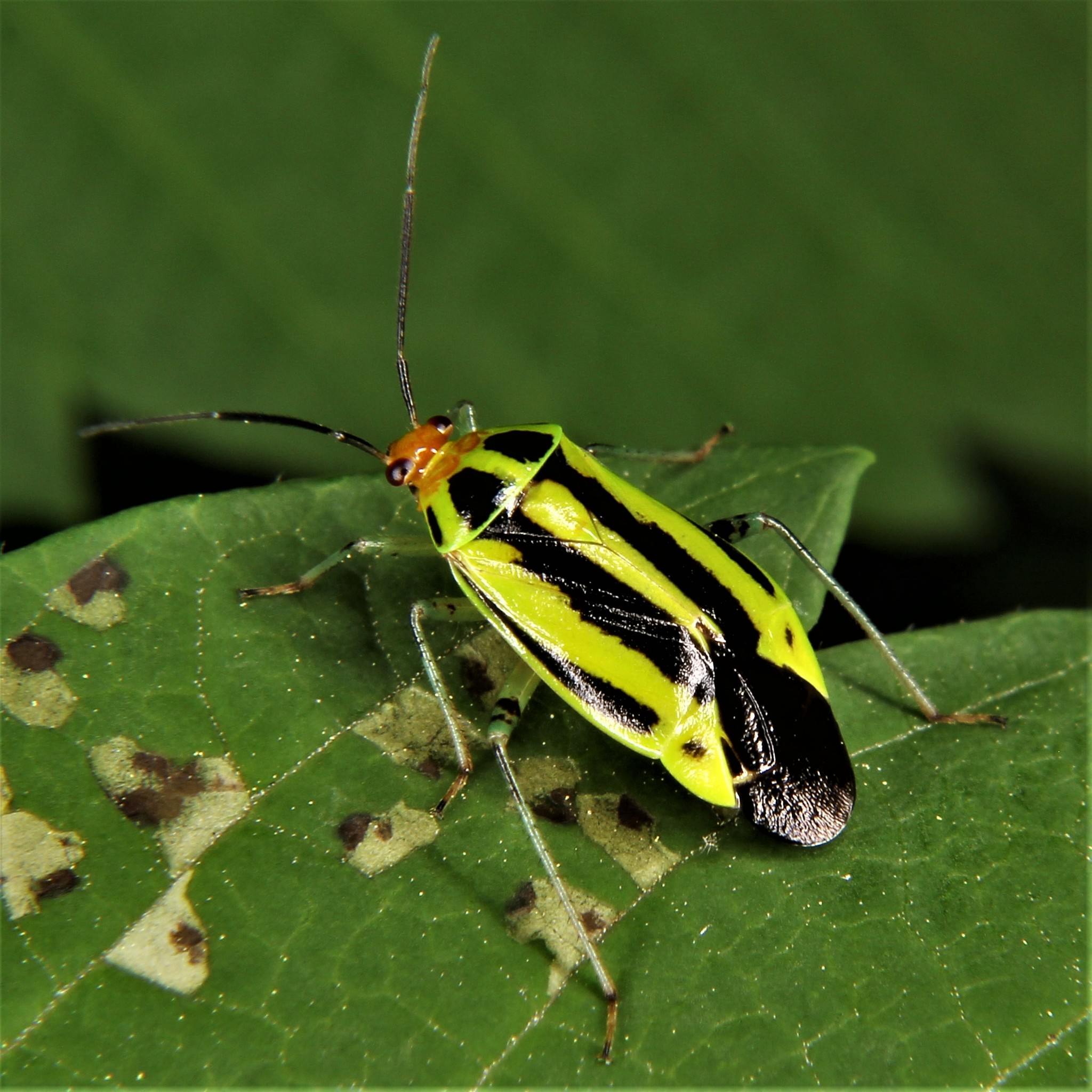 Poecilocapsus lineatus
