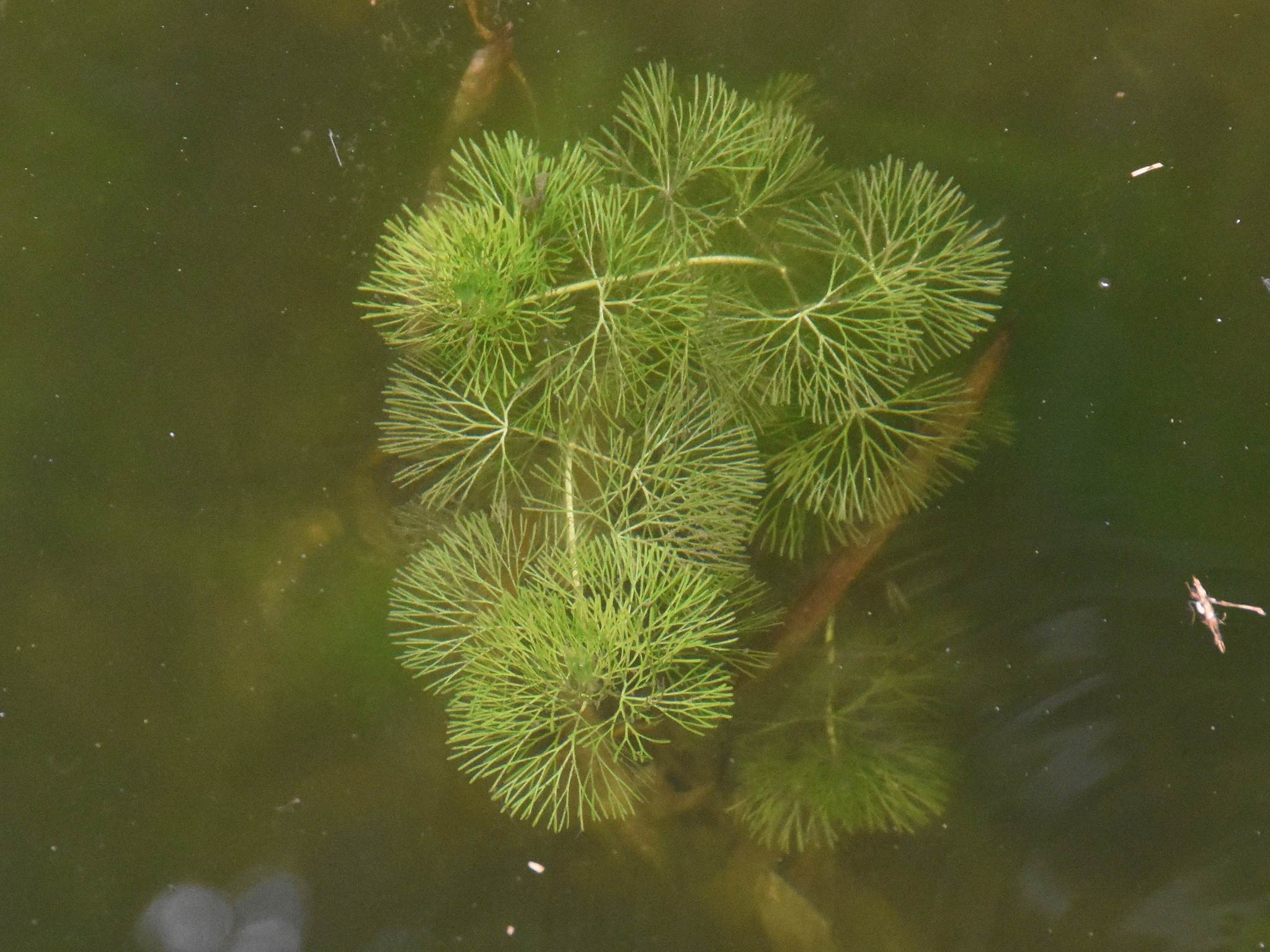 Cabomba caroliniana