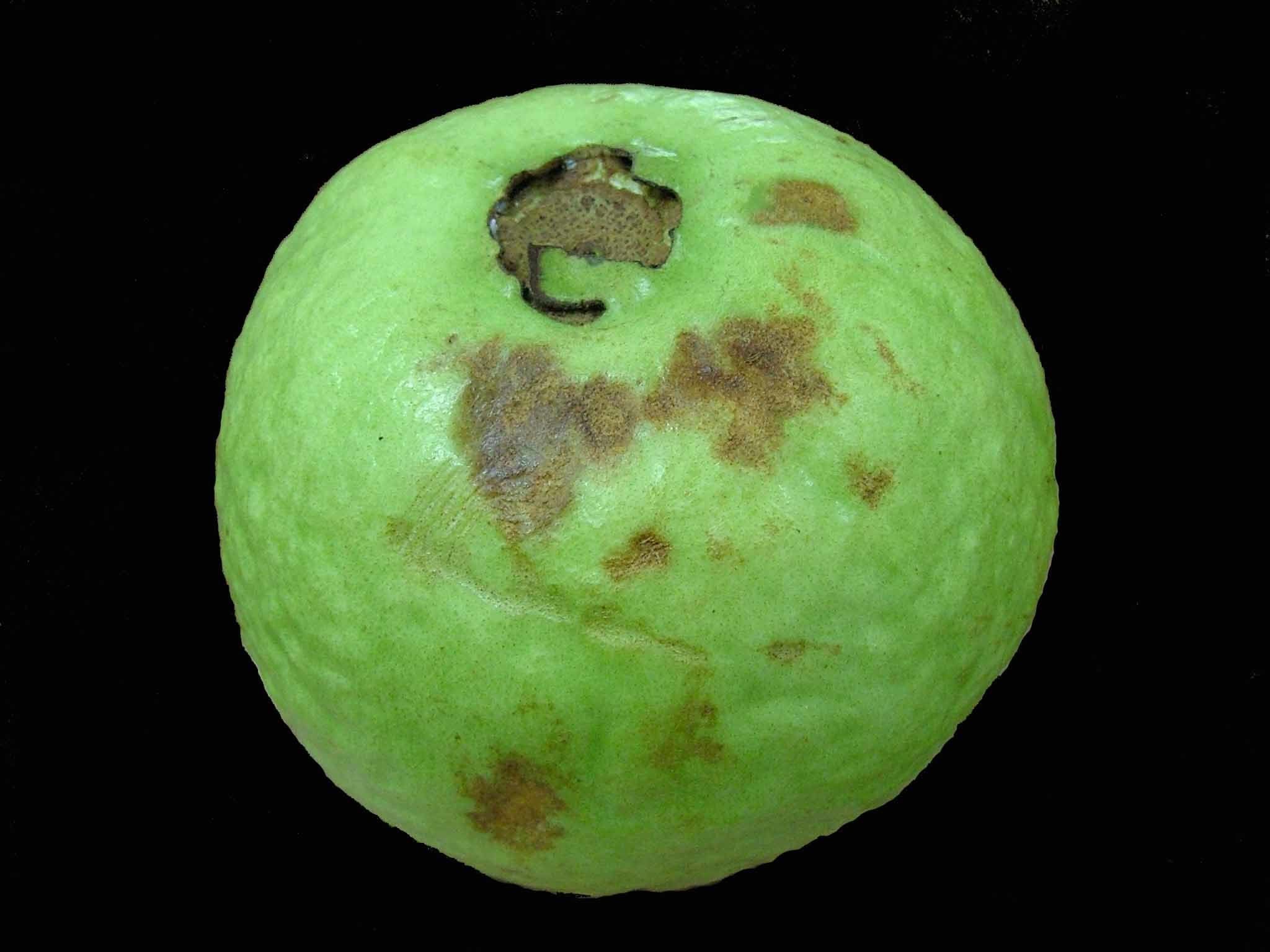 Pestalotiopsis psidii