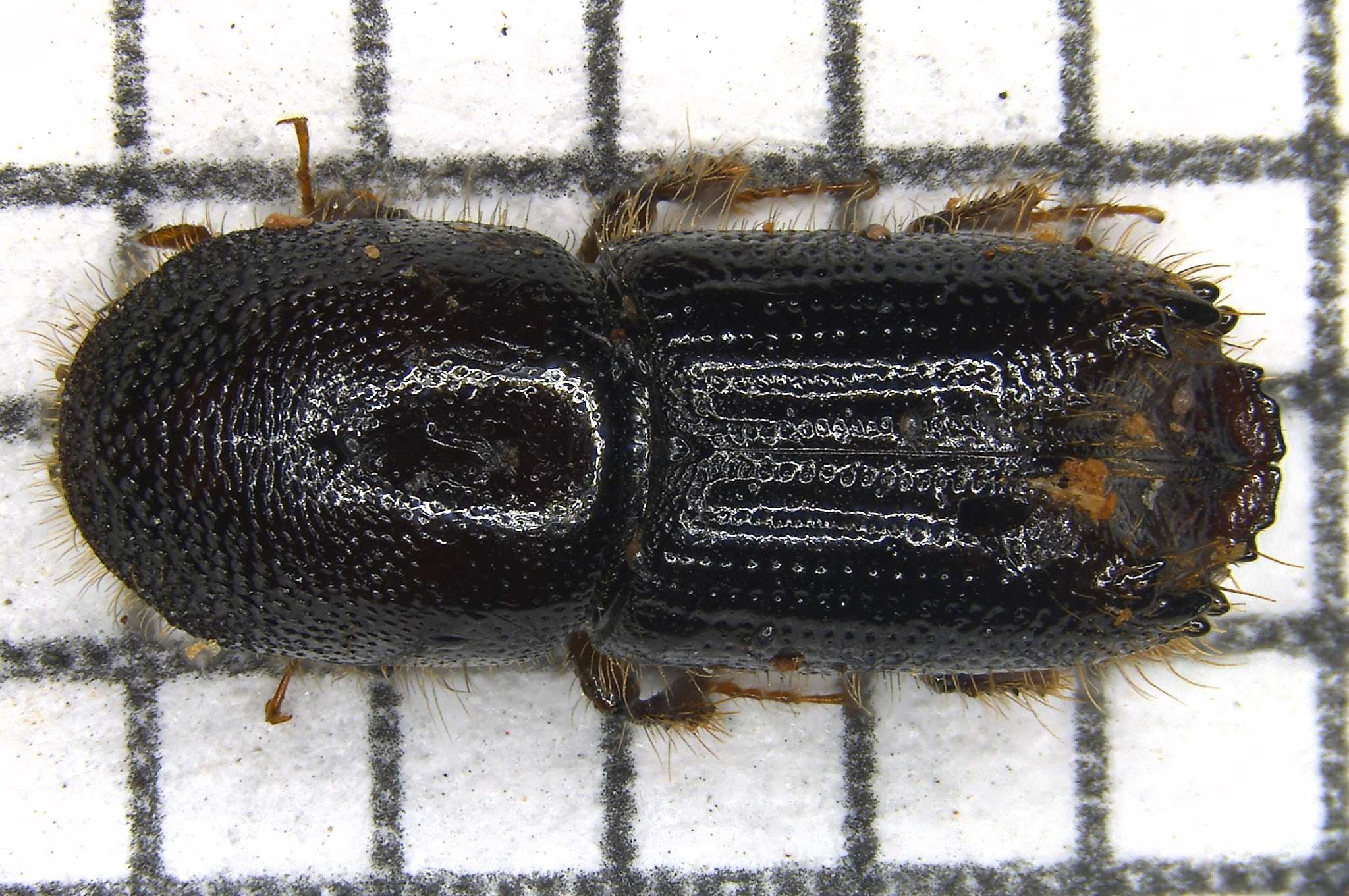 Ips calligraphus