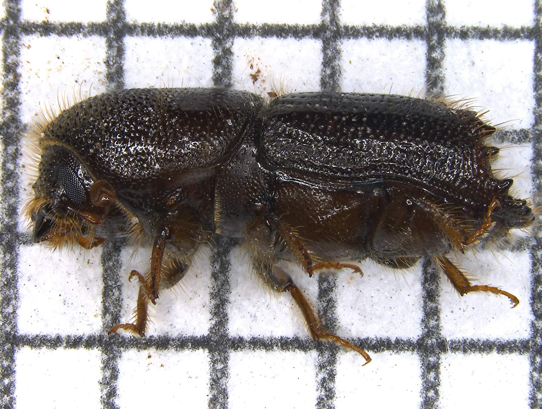 Ips calligraphus