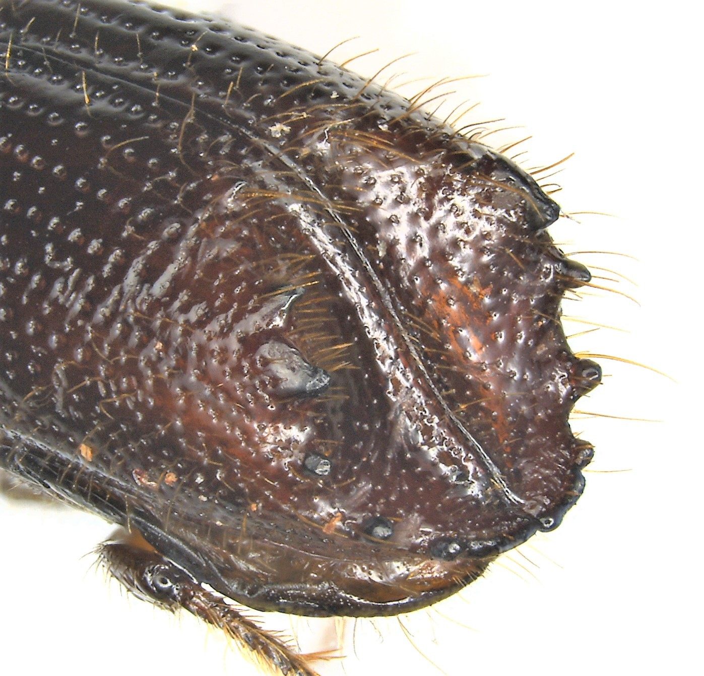 Ips calligraphus