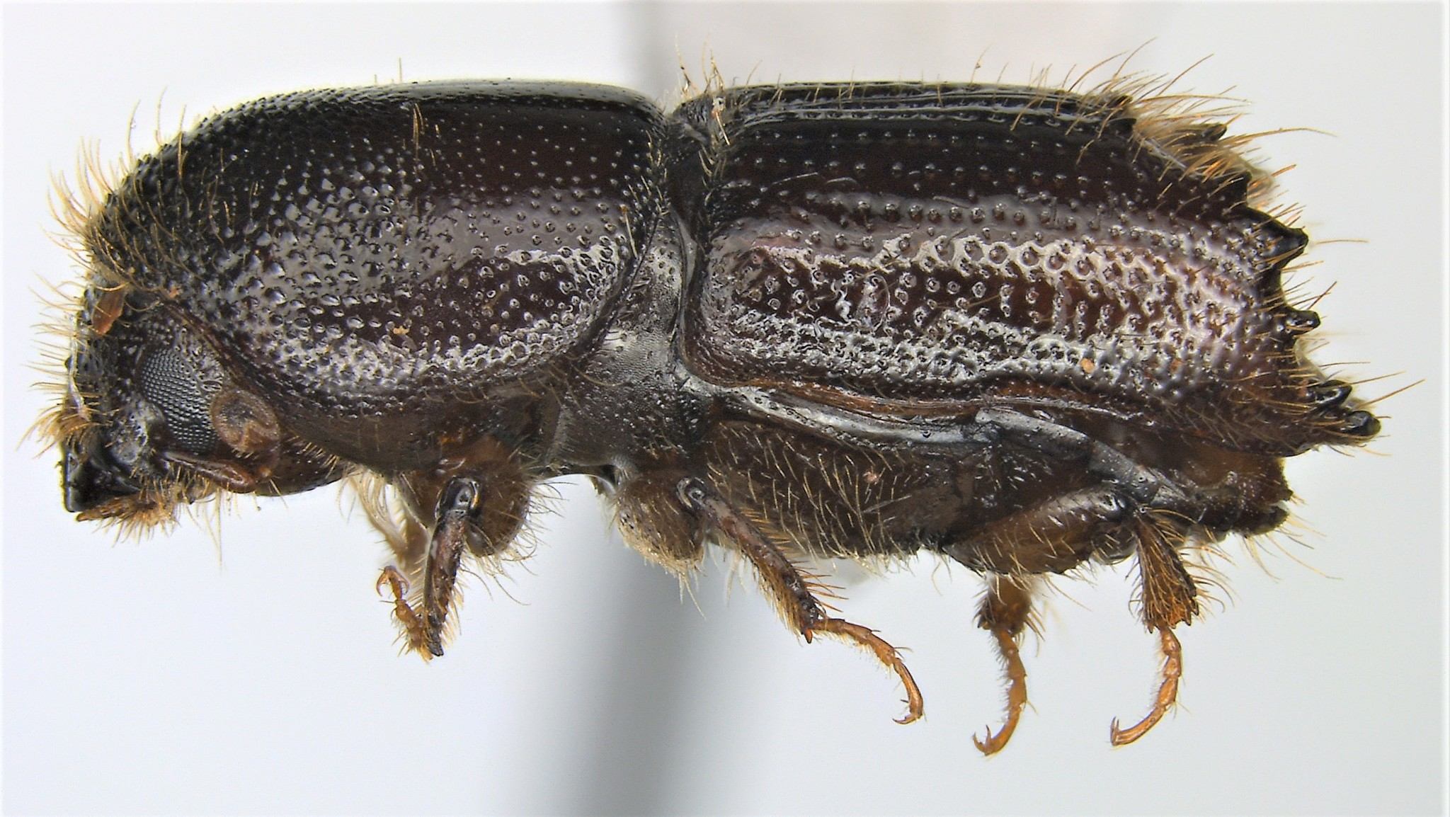 Ips calligraphus